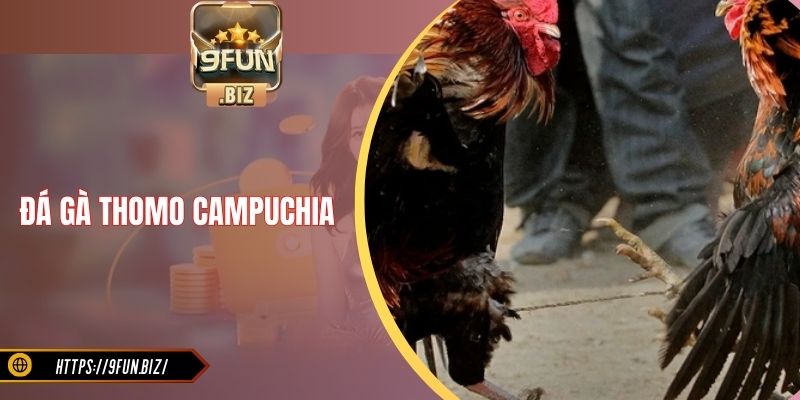 Đá Gà Thomo Campuchia - Tìm Hiểu Về Hình Thức Chọi Kê