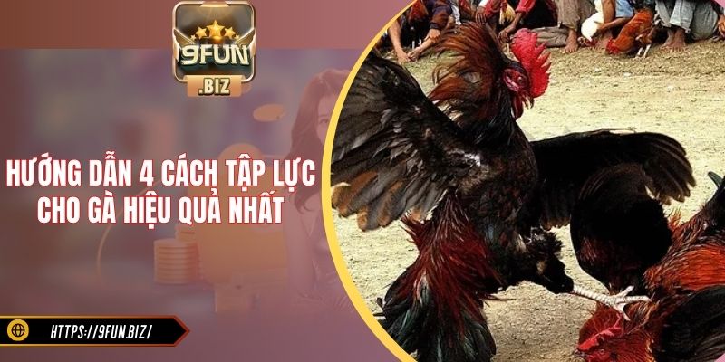 Hướng dẫn 4 cách tập lực cho gà hiệu quả nhất