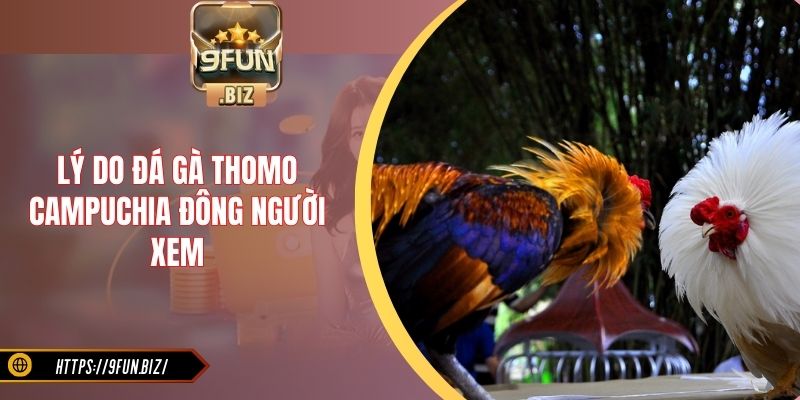 Lý do đá gà Thomo Campuchia đông người xem