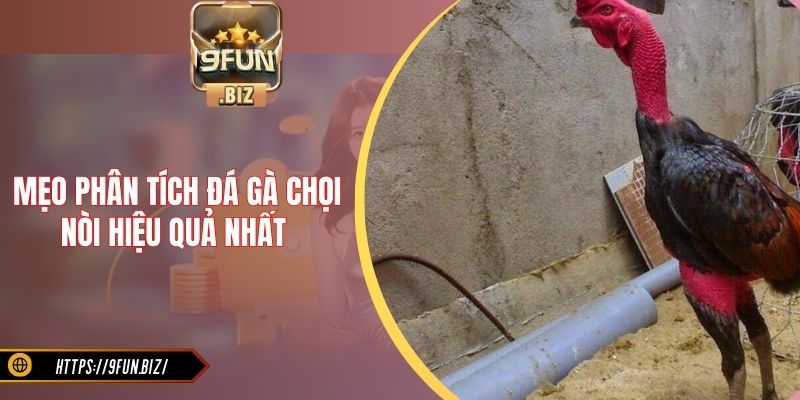 Mẹo phân tích đá gà chọi nòi hiệu quả nhất