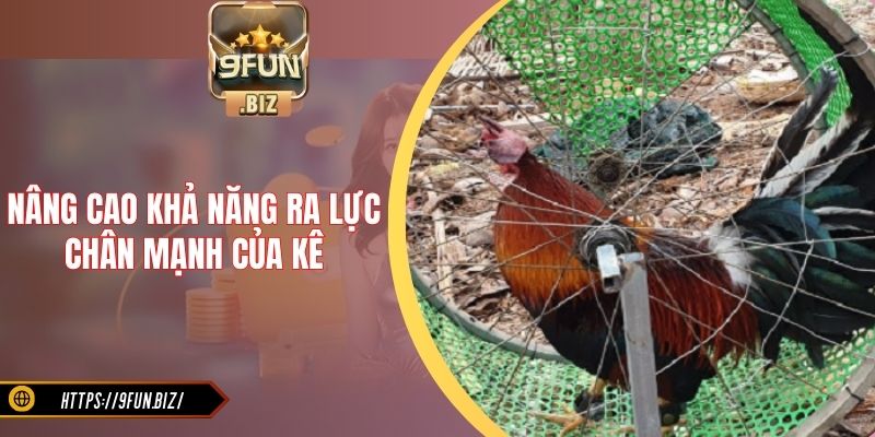Nâng cao khả năng ra lực chân mạnh của kê