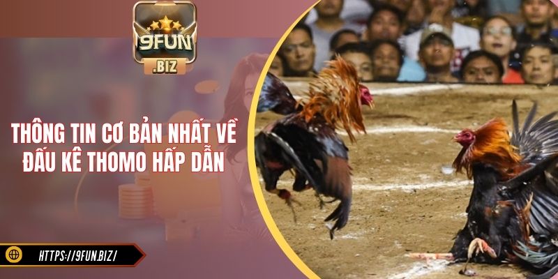 Thông tin cơ bản nhất về đấu kê Thomo hấp dẫn