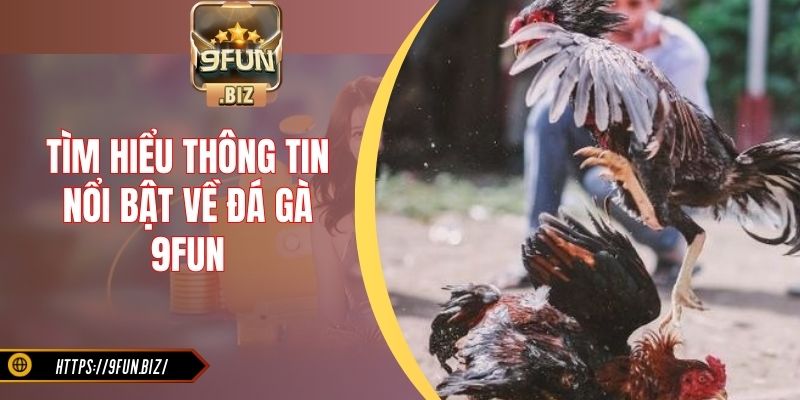 Tìm hiểu thông tin nổi bật về đá gà 9Fun